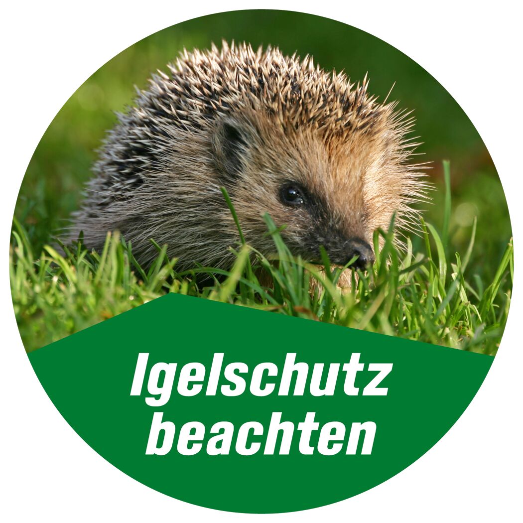 Igel im Gras. Igelschutz beachten.